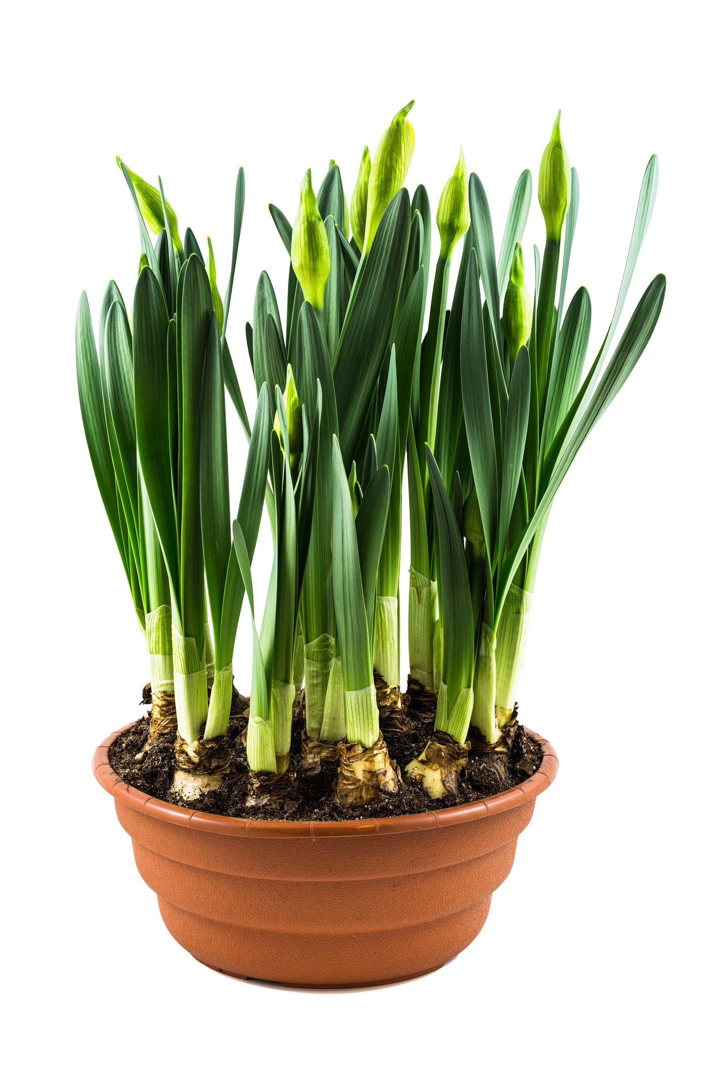 Pirkka Parhaat narsissikulho Suomi