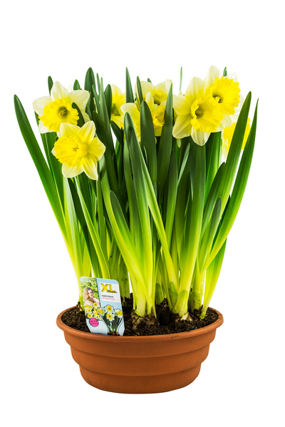 Pirkka Parhaat narsissikulho Suomi