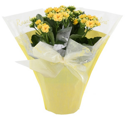 Tulilatva koristepakkauksessa