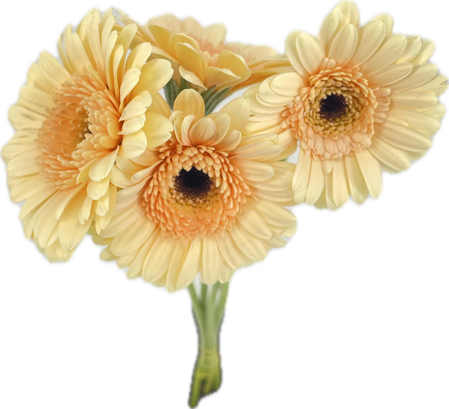 Pirkka Ota 3 maksa 2: Germini