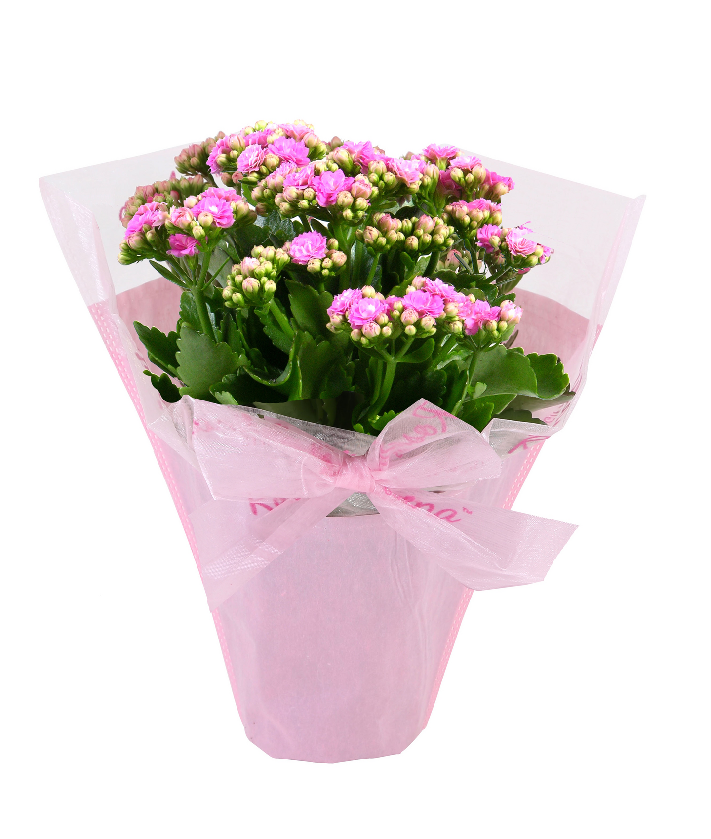 Tulilatva koristepakkauksessa