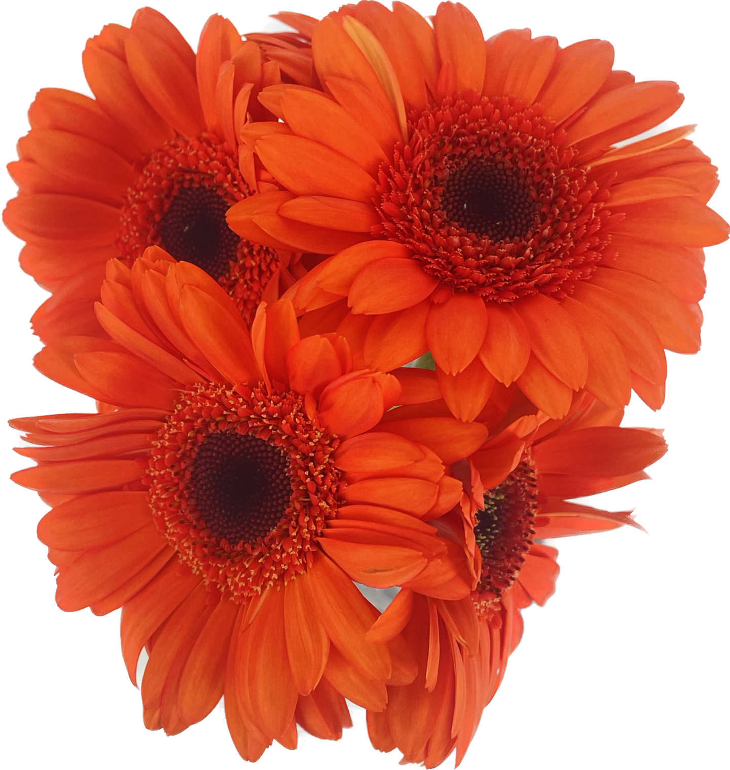 Pirkka Ota 3 maksa 2: Germini