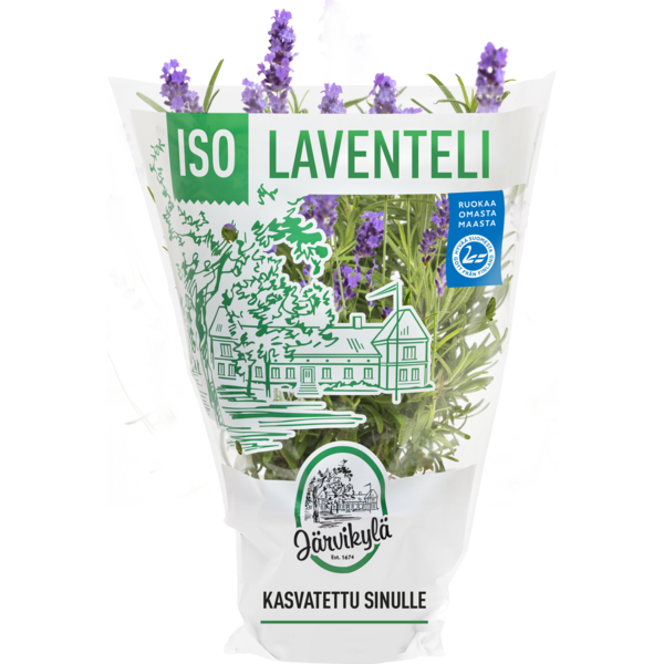 Järvikylä laventeli iso Suomi 1lk
