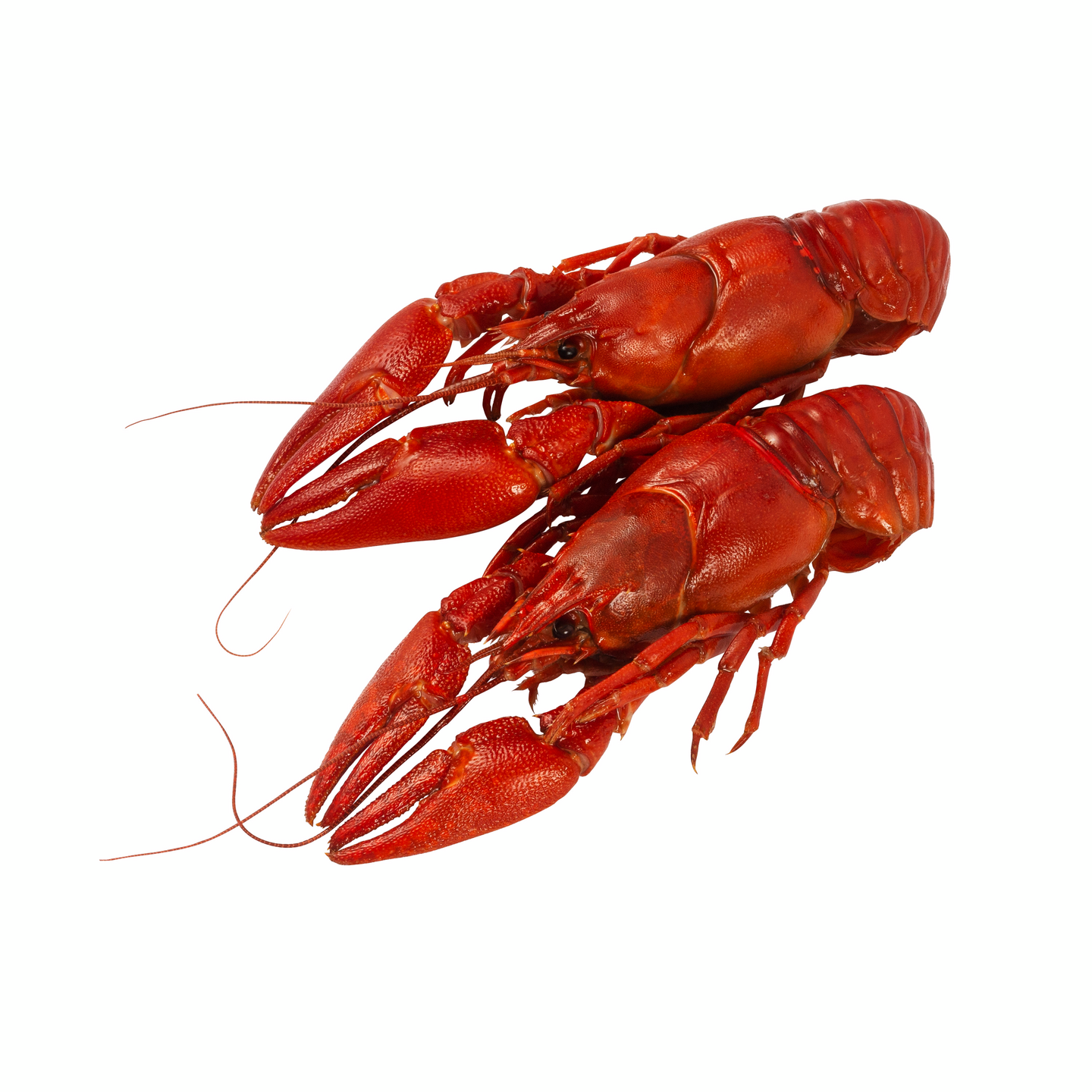 Eriksson keitetty täplärapu 10-11cm 10kpl/prk n.500/300g suomalainen