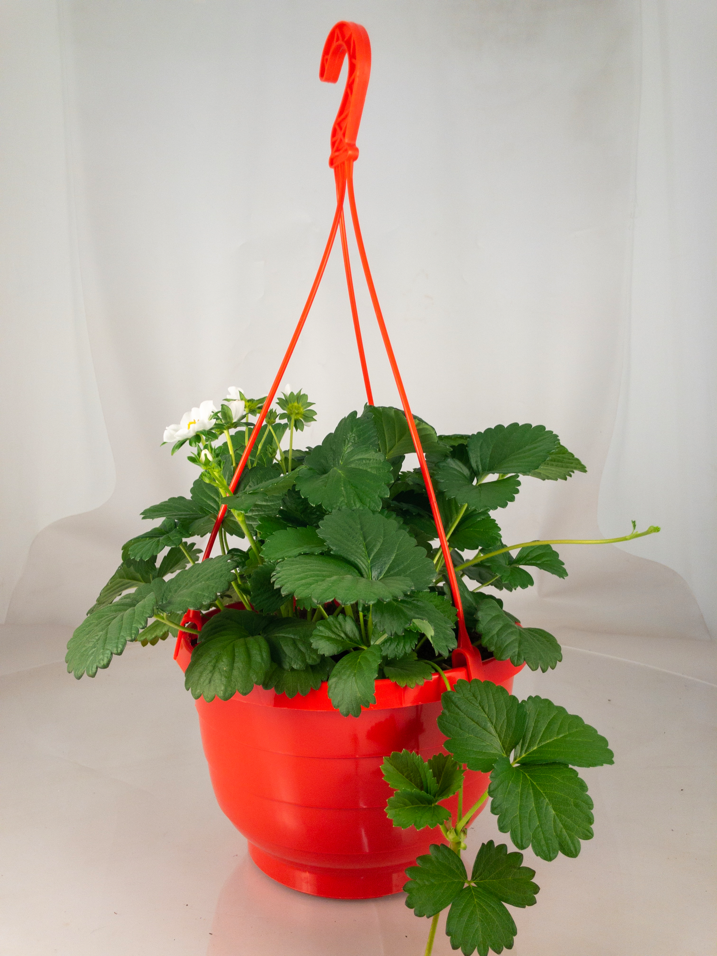 Mansikka-amppeli 23cm Suomi