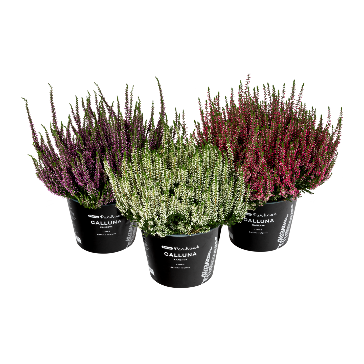 Pirkka Parhaat Calluna 17cm ruuku Saksa
