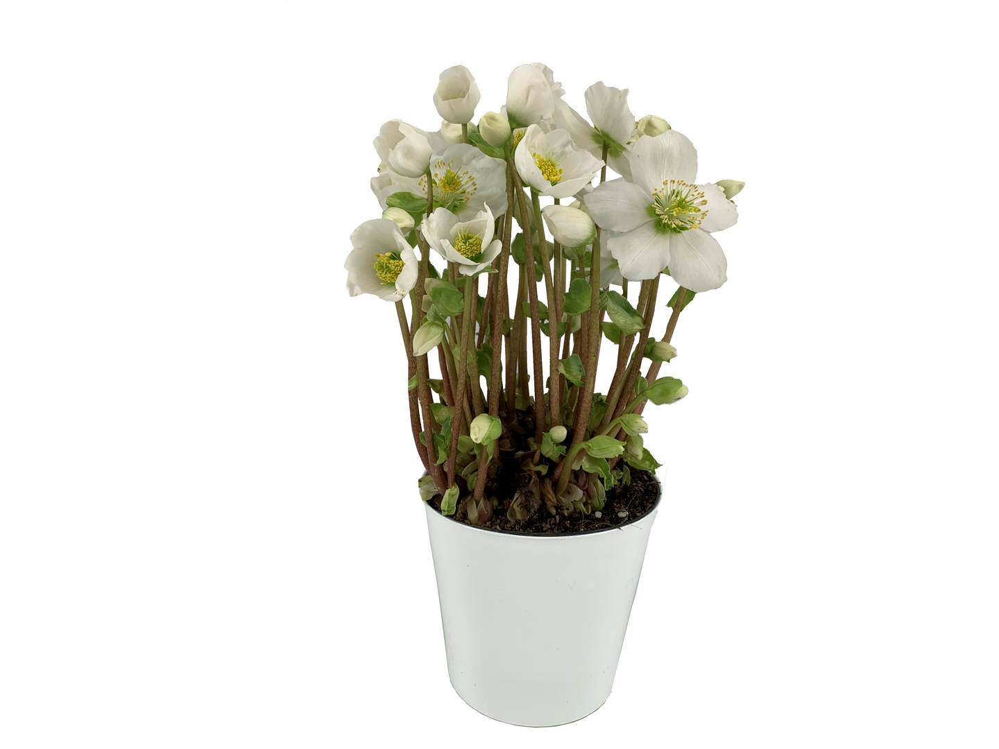 Pirkka Parhaat jouluruusu Beauty