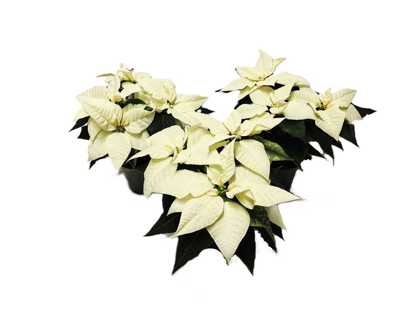 Pirkka joulutähti valkoinen Suomi