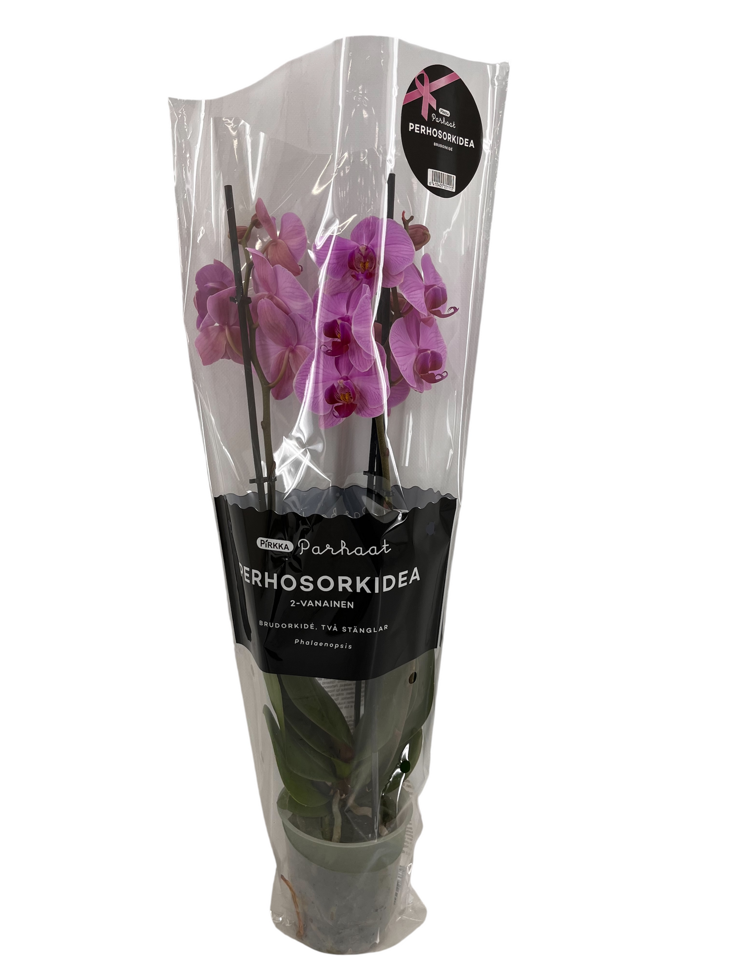 Perhosorkidea