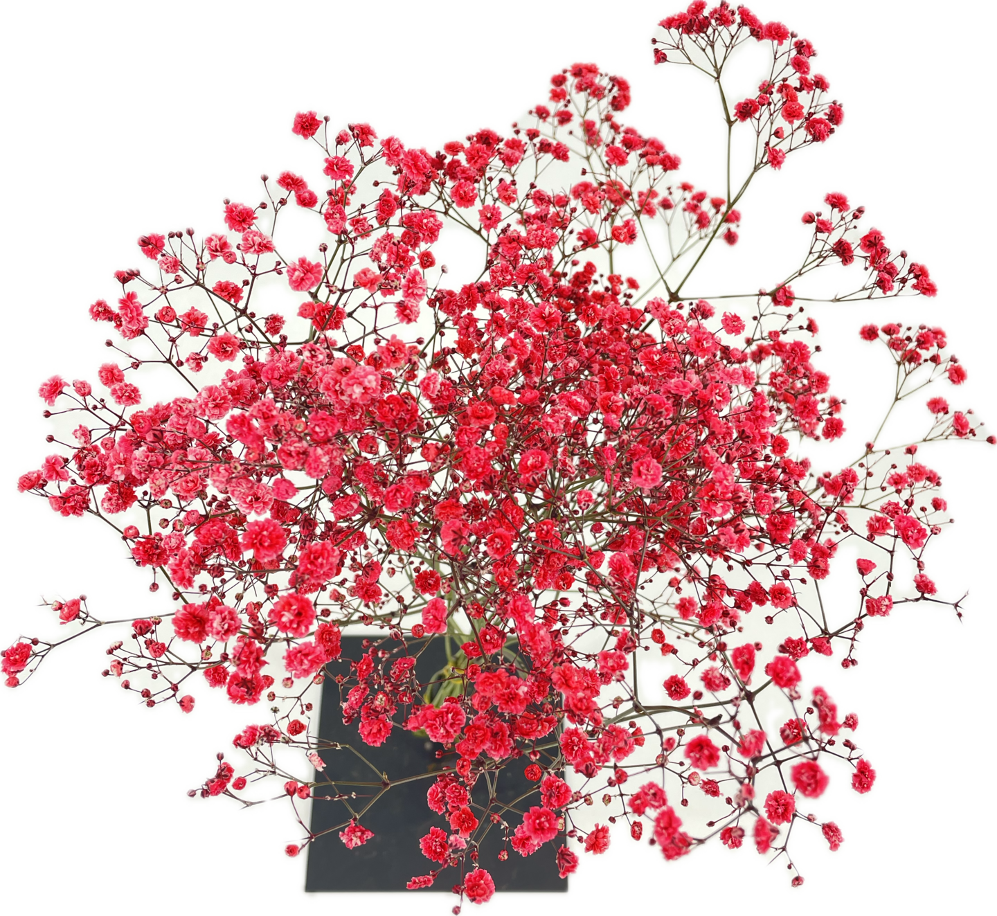 Pirkka Ota 3 maksa 2 värjätty harsokukka