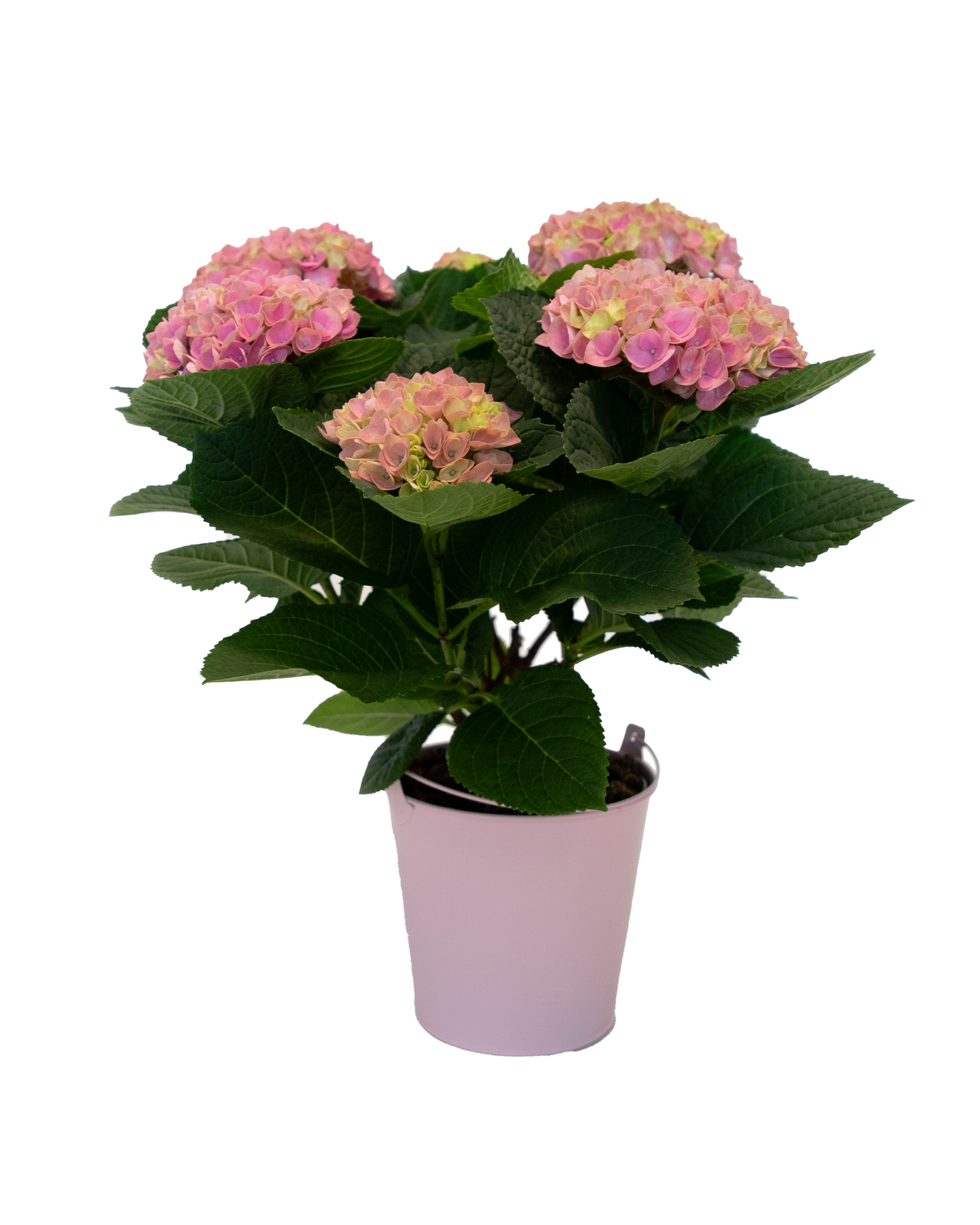 Hortensia Magical 14 cm sinkkirku NL