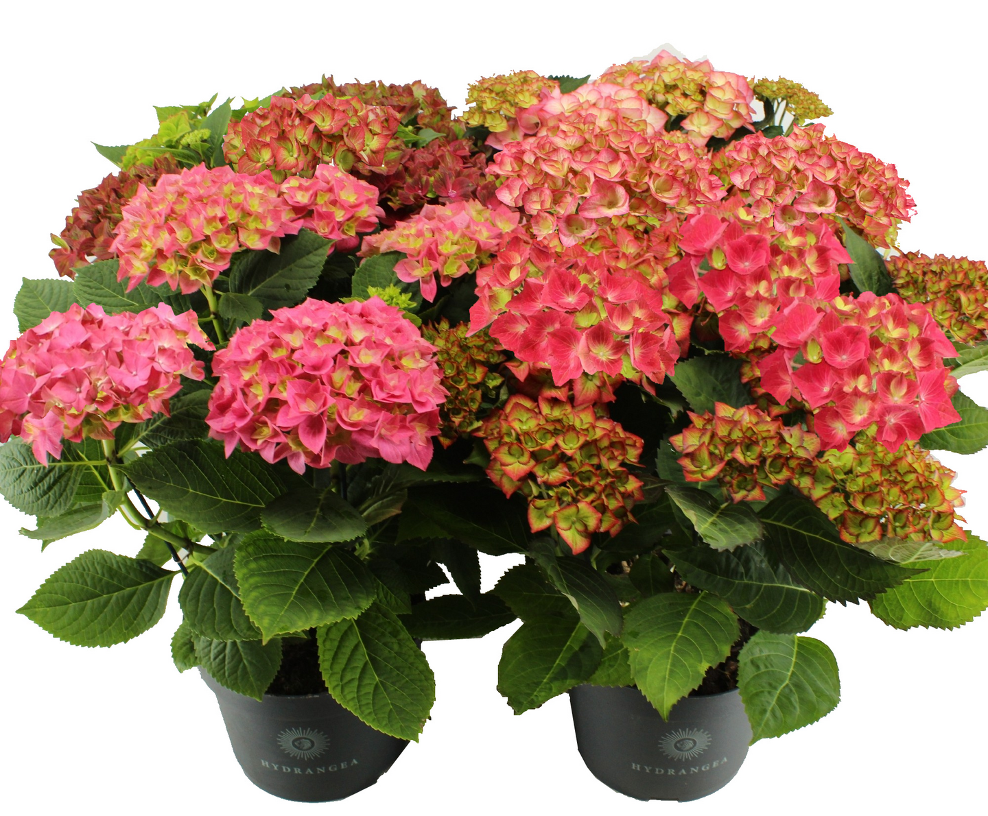 Hortensia XXL