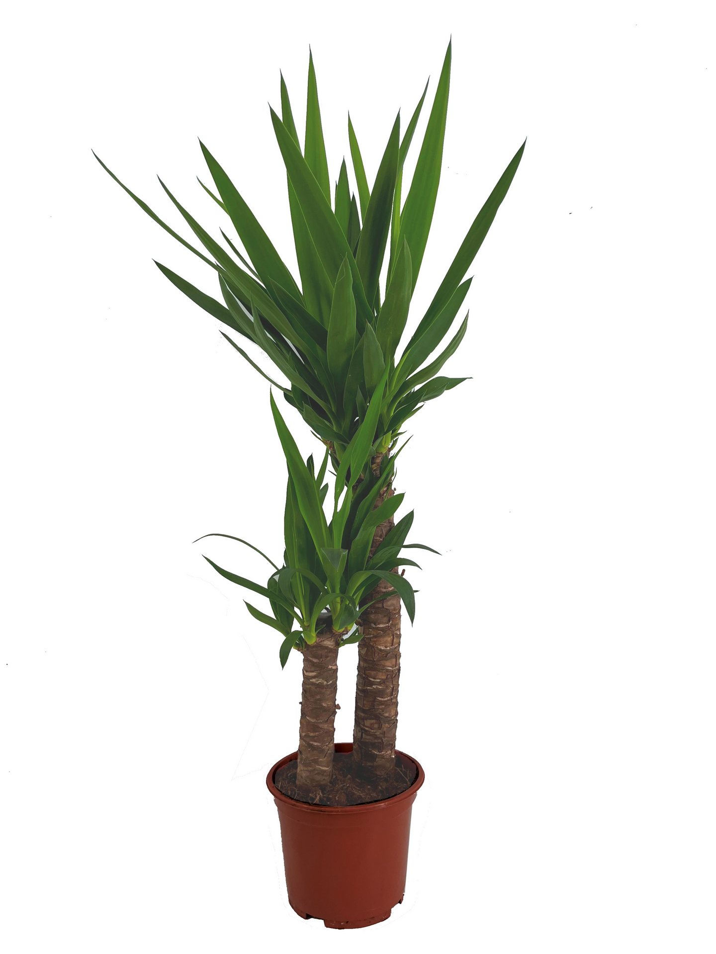 Jukkapalmu