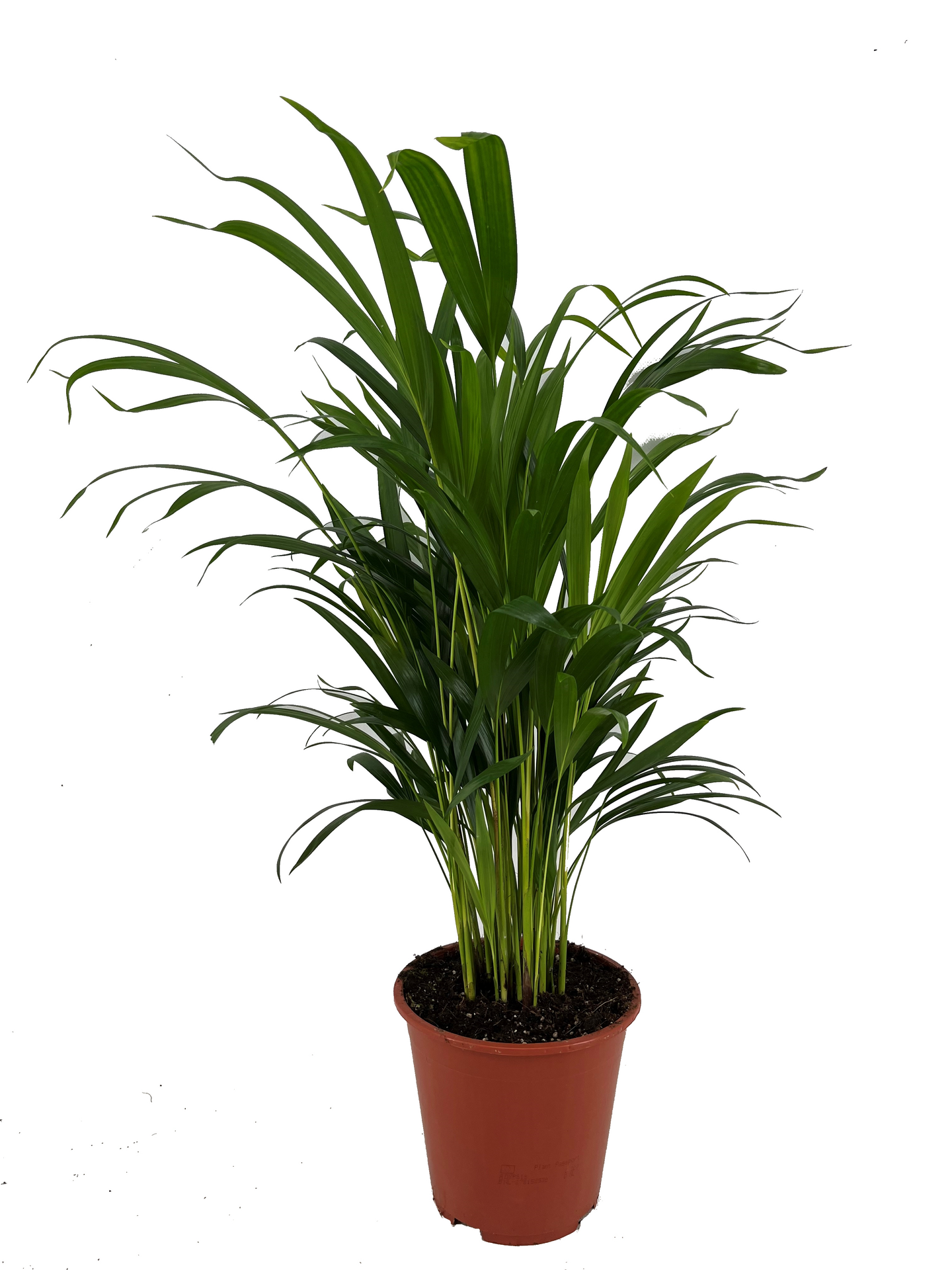 Palum