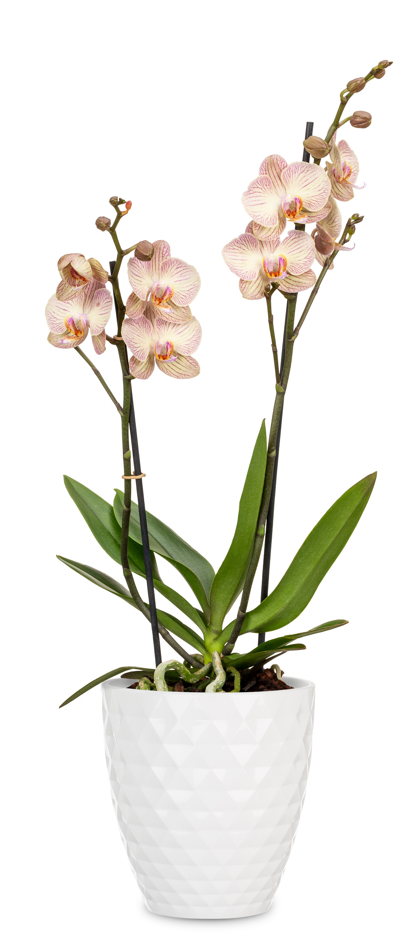 Scheurich orkidea ruukku 632/12 valkoinen