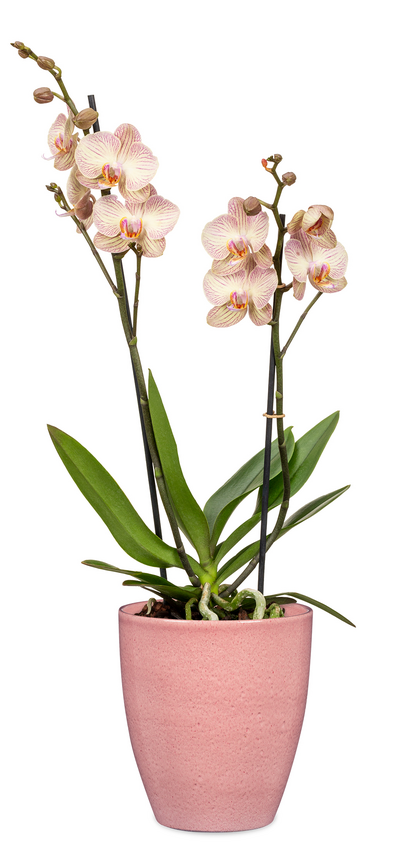 Scheurich orkidearuukku 620/15 cm roosa