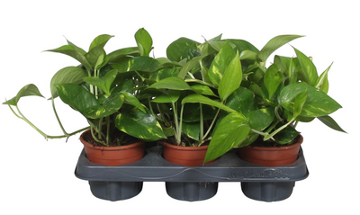 Kultaköynnös 12 cm