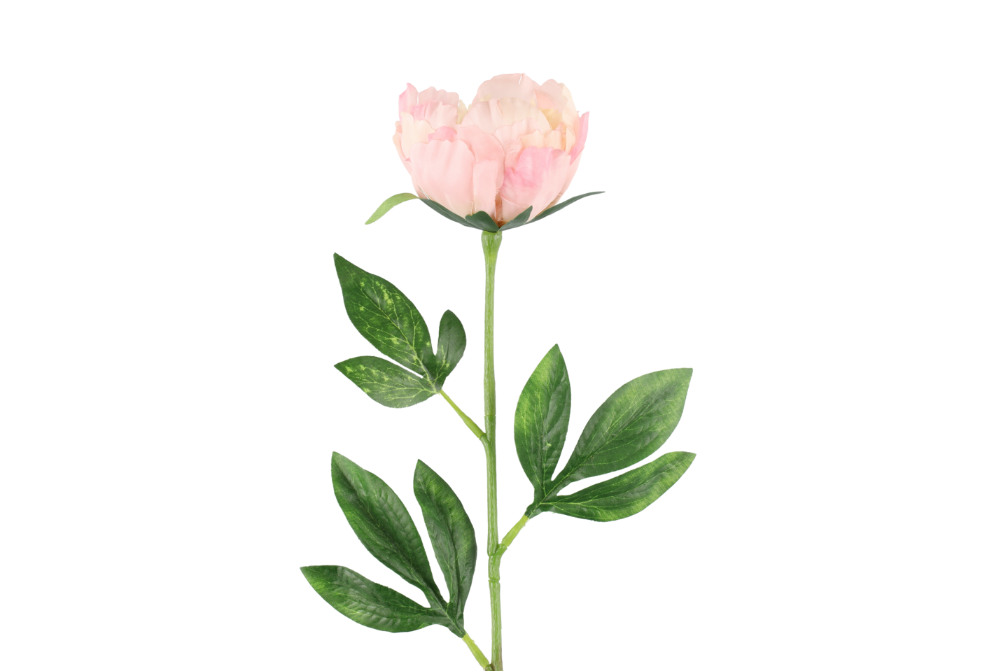 4Living Pioni 60 cm värilajitelma