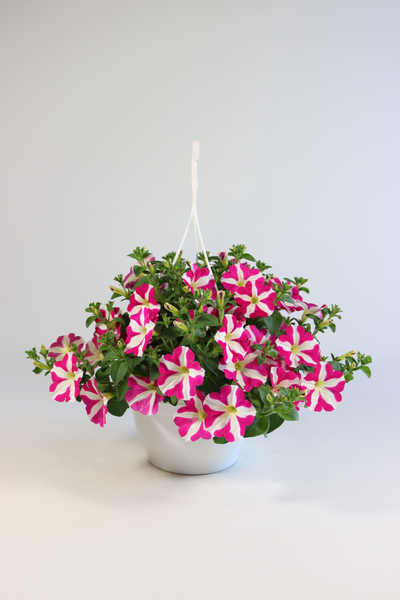 Petunia-amppeli Suomi