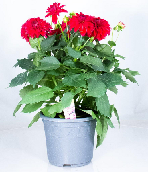 Daalia 19 cm Suomi