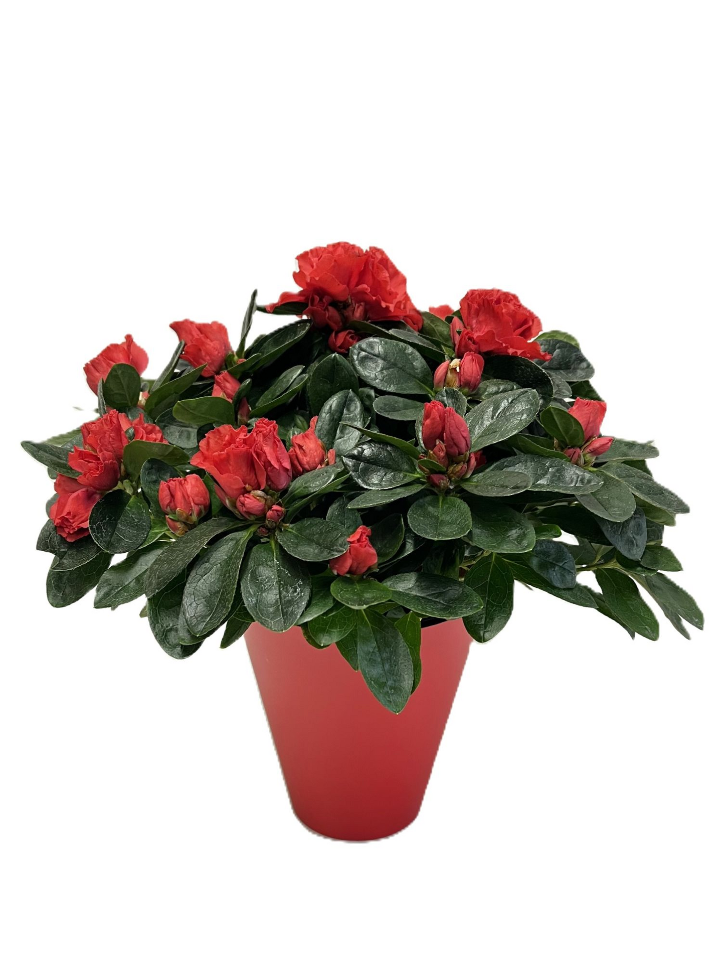 Atsalea koristepaperissa Suomi