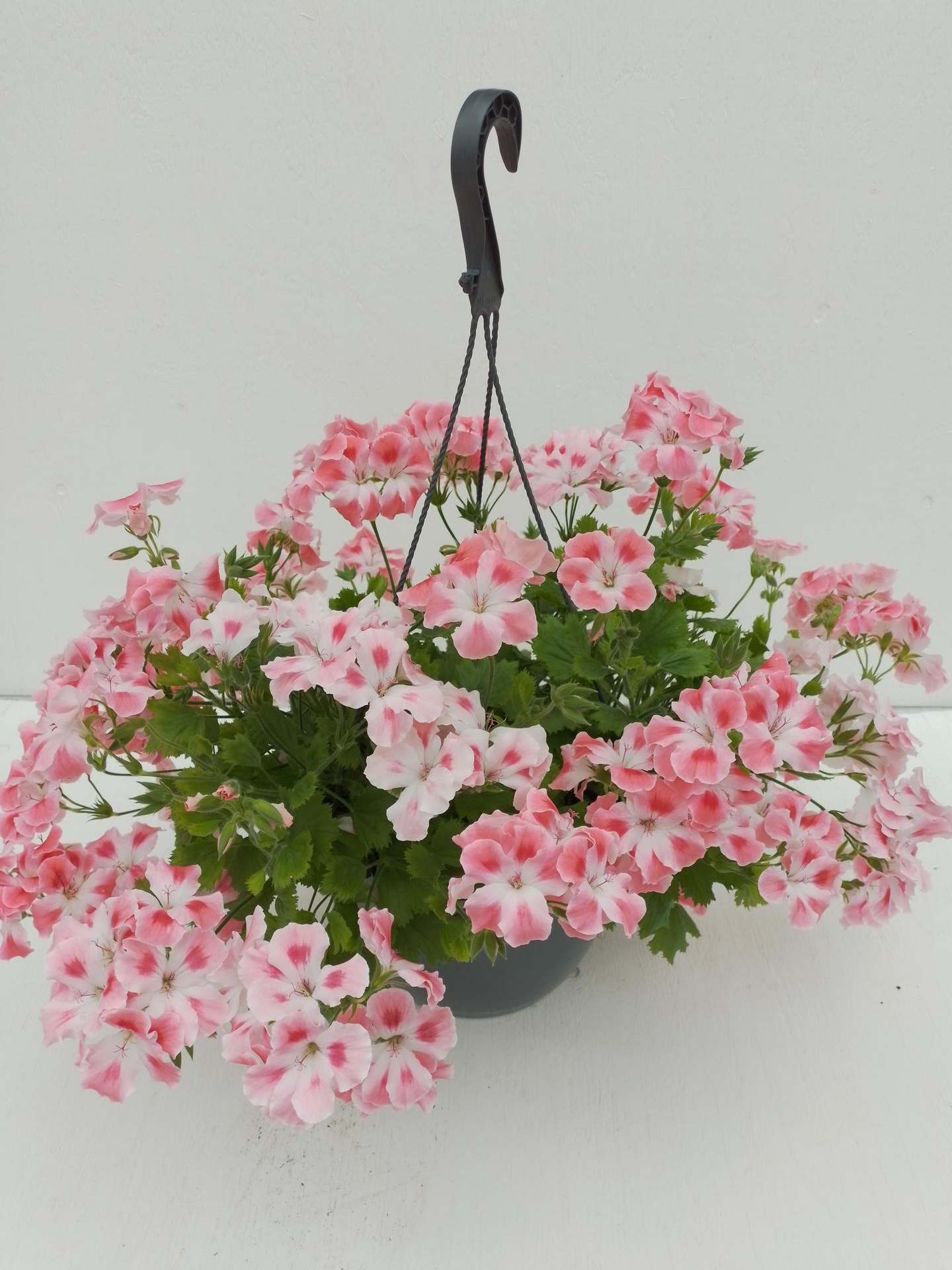 Pelargoni Clarion amppeli Suomi