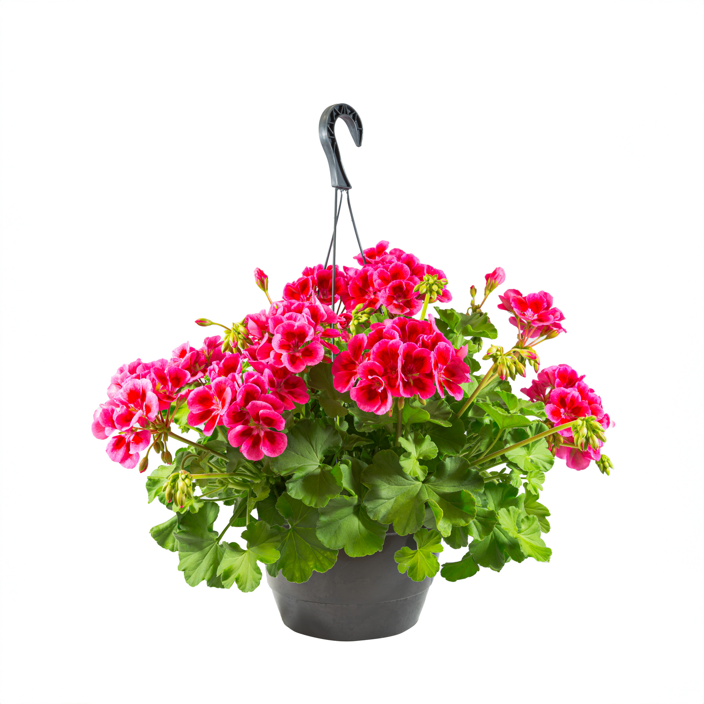 Pelargoni