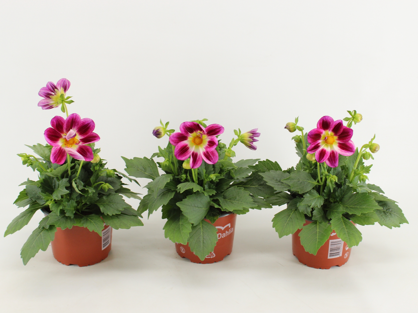 Dahlia Summerbees