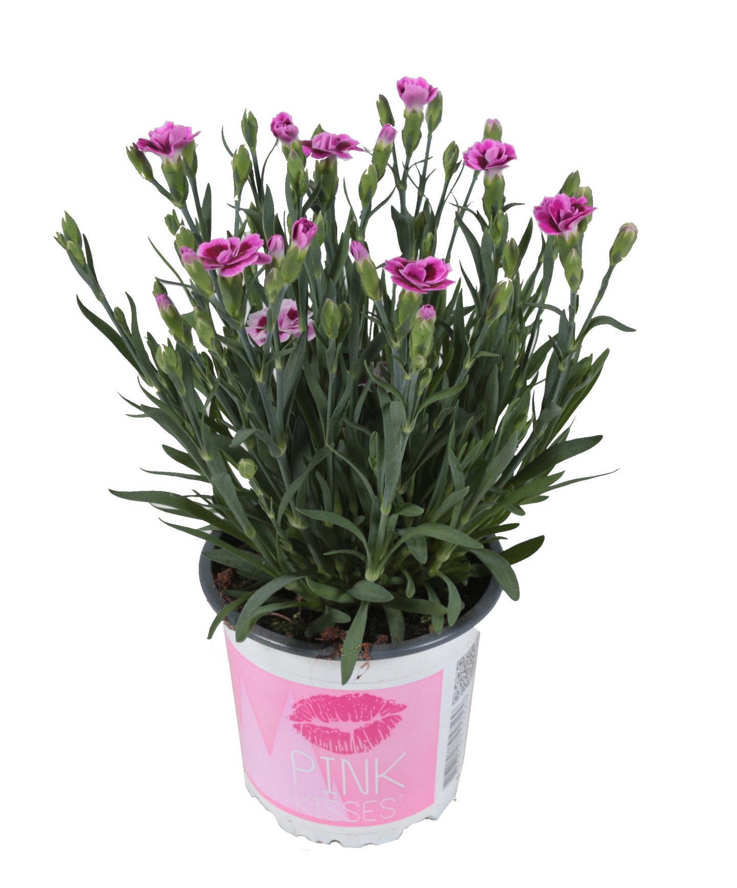 Ruukkuneilikka Pink Kisses 10,5cm Alankomaat