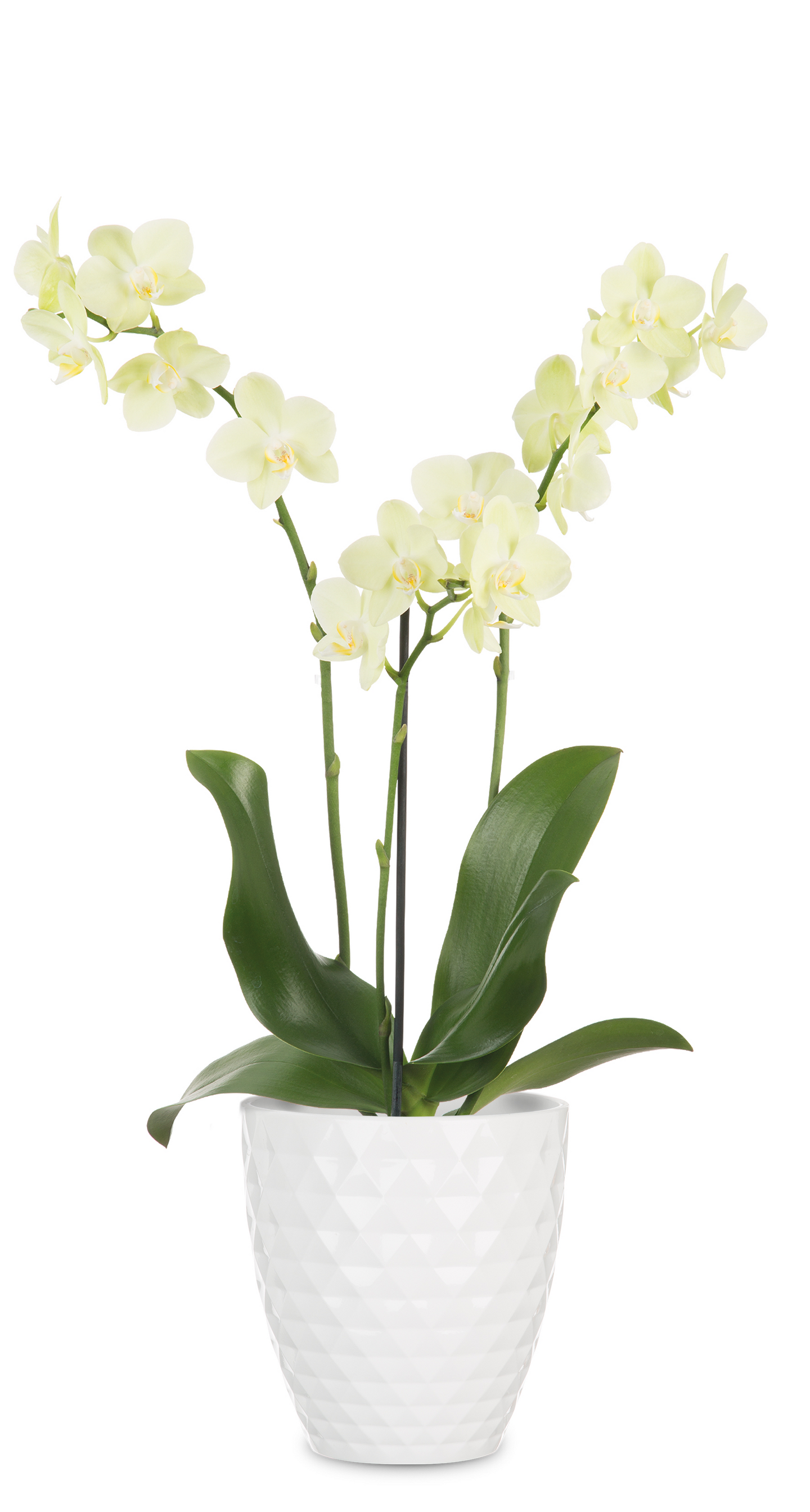 Scheurich orkidea ruukku 632/12 valkoinen