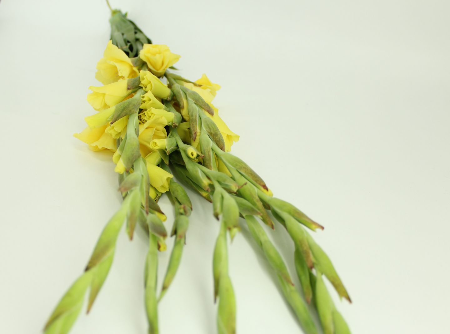 Gladiolus 5 kpl Alankomaat