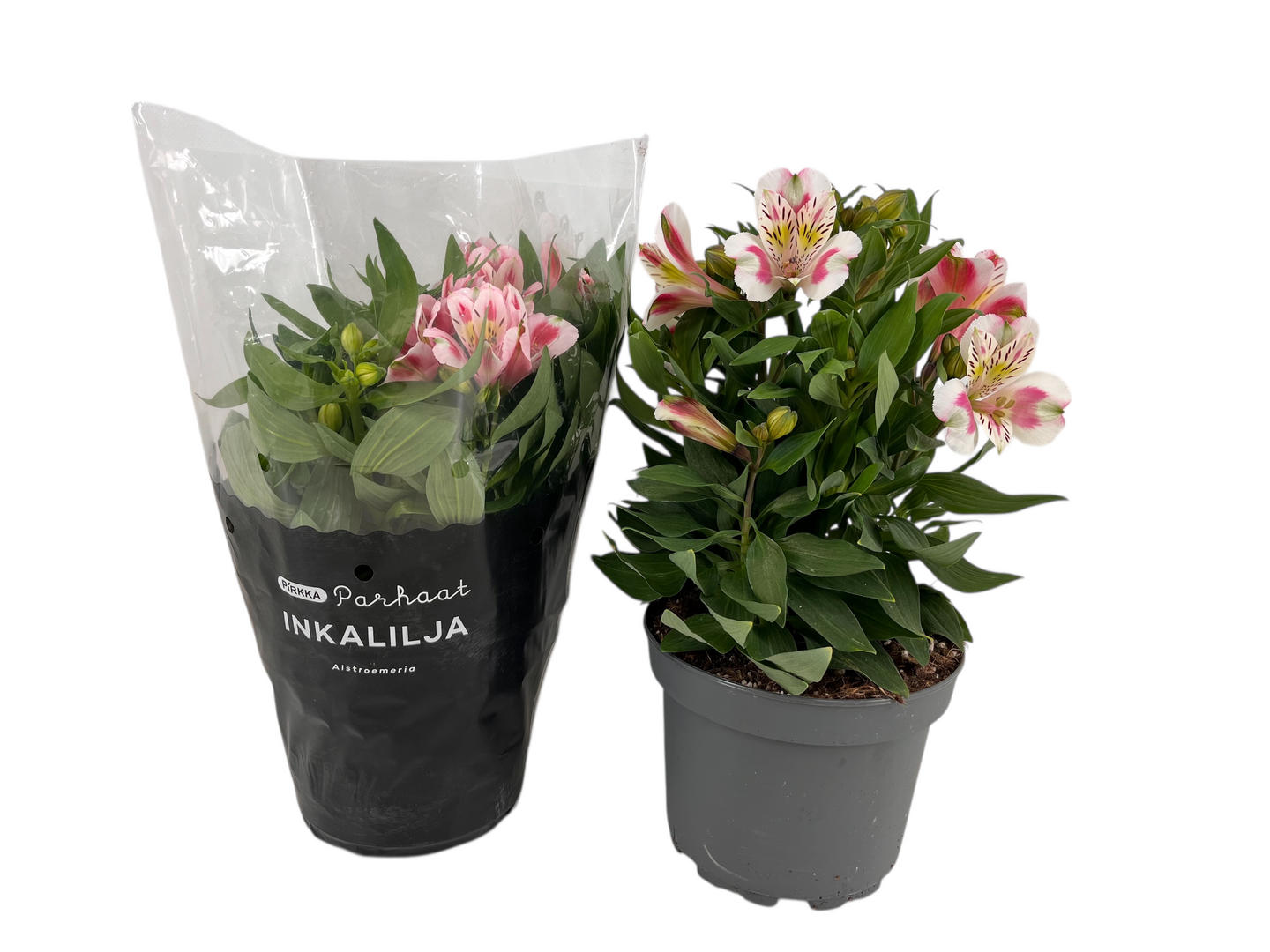 Pirkka Parhaat inkalilja