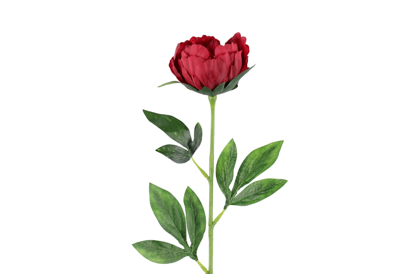 4Living Pioni 60 cm värilajitelma