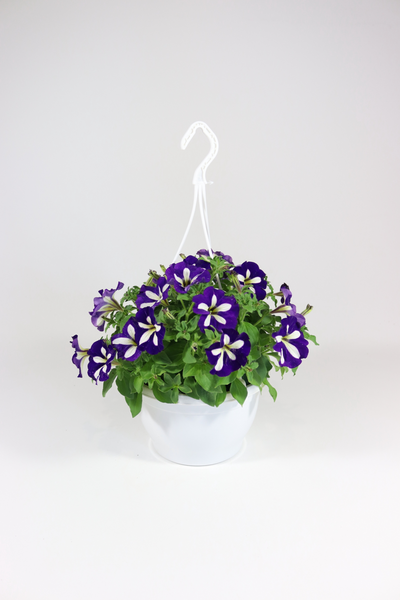 Petunia-amppeli Suomi