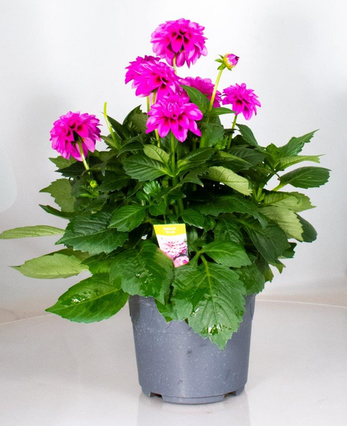 Daalia 19 cm Suomi