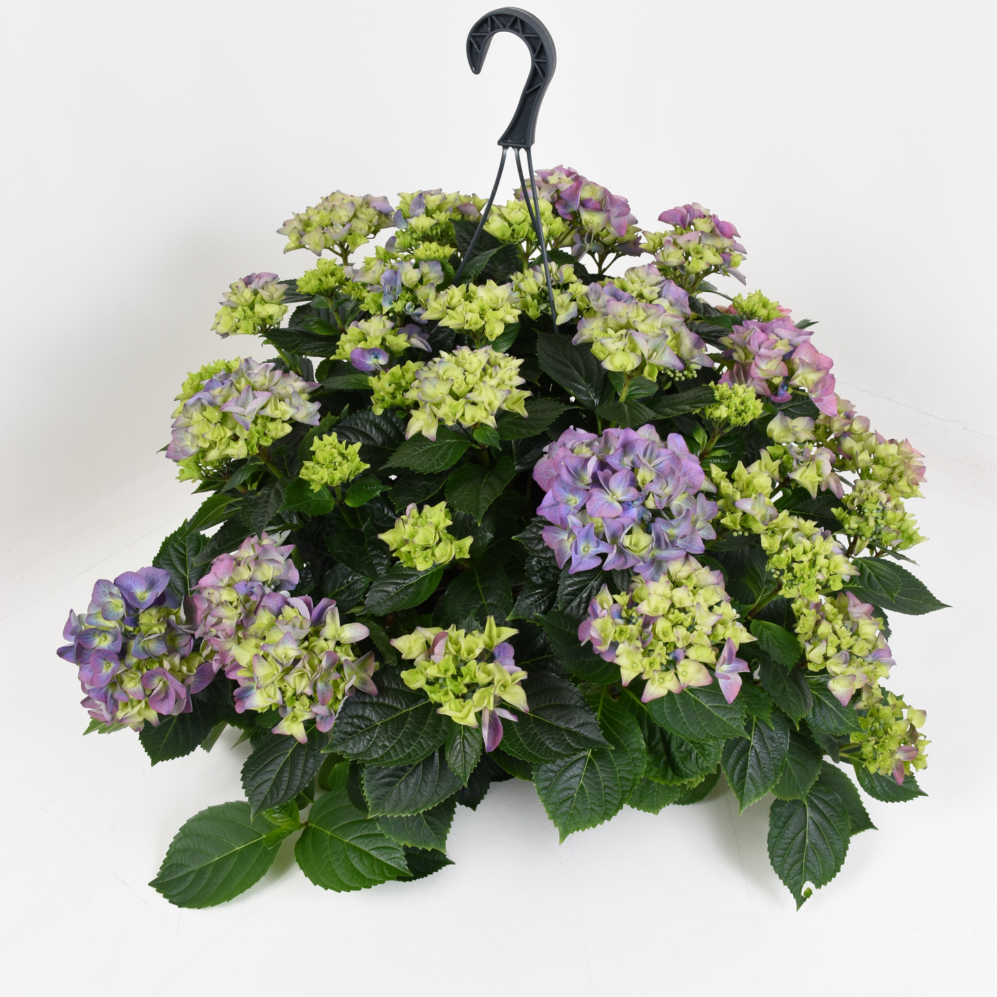 Jätti-hortensia amppelissa Suomi