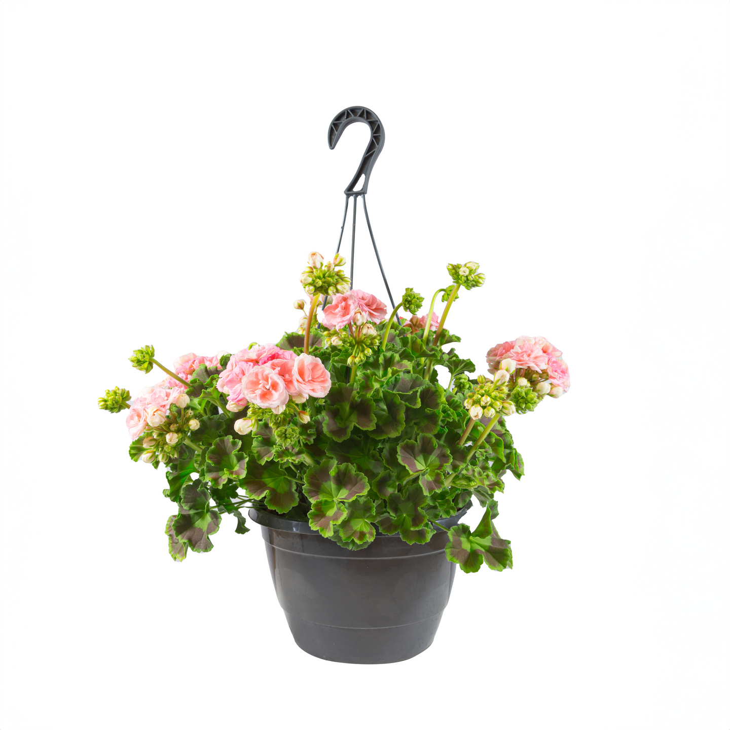 Pelargoni