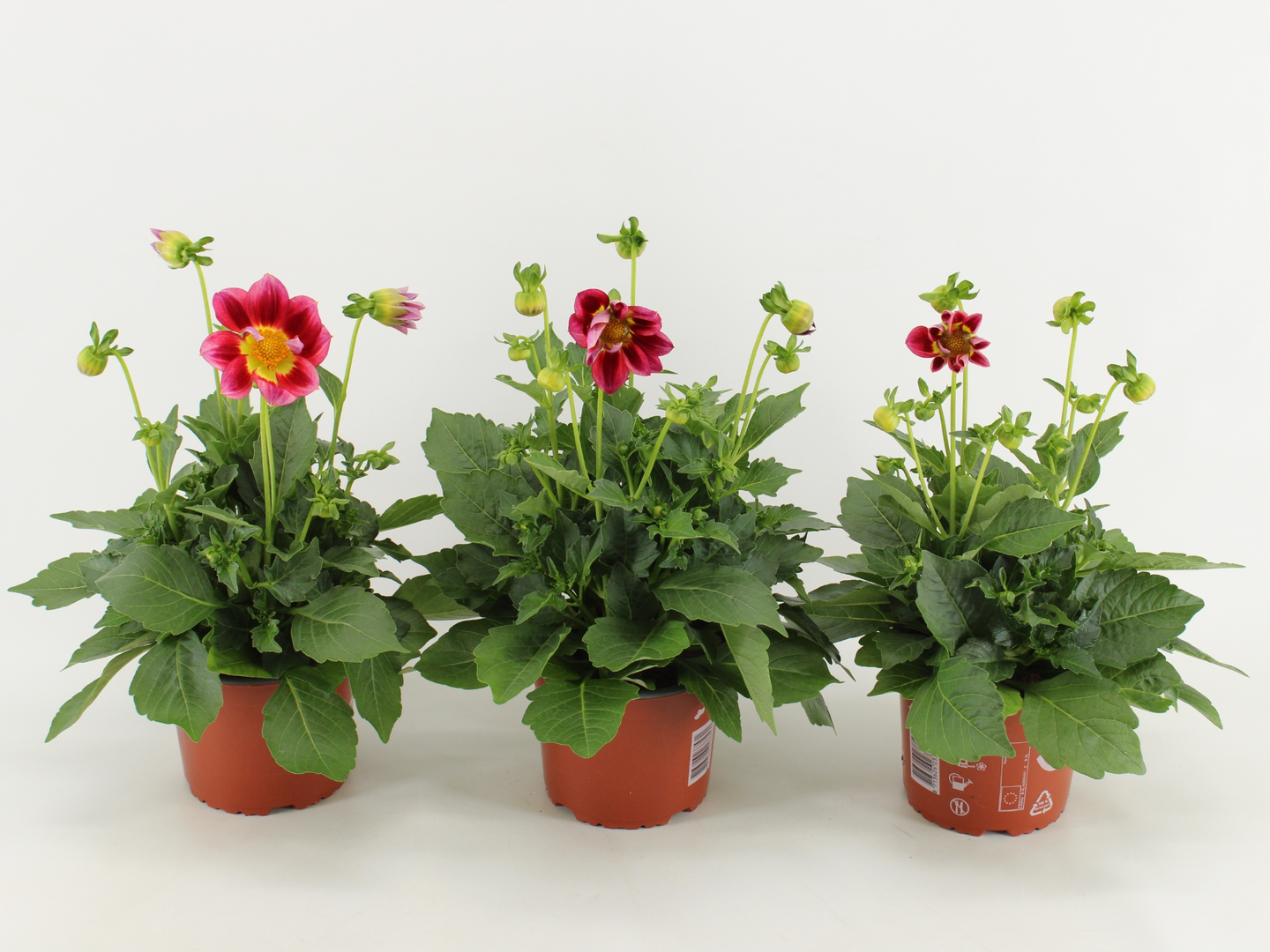 Dahlia Summerbees