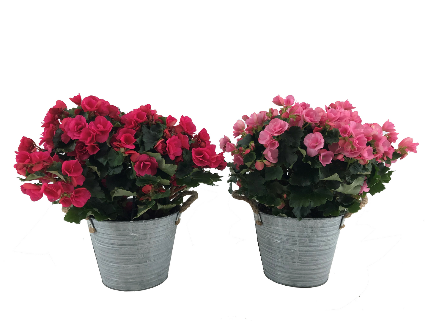 Begonia betulia 19 cm ruukussa Alankomaat