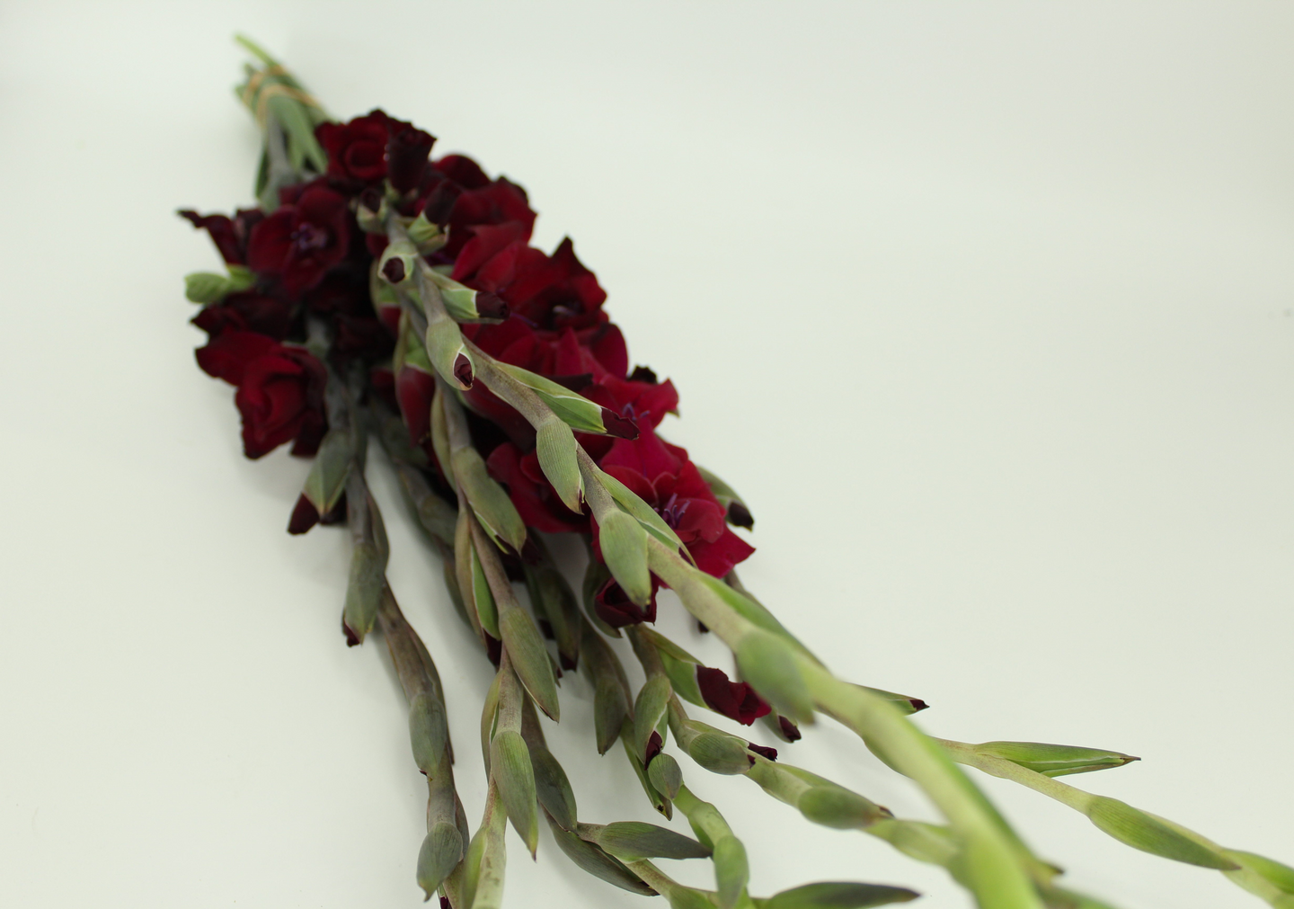 Gladiolus 5 kpl Alankomaat