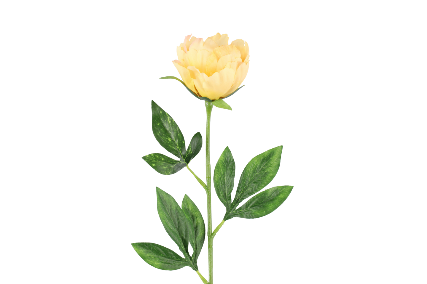 4Living Pioni 60 cm värilajitelma