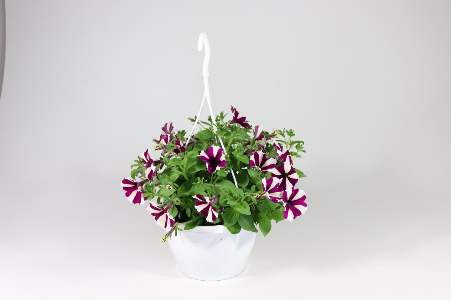 Petunia-amppeli Suomi