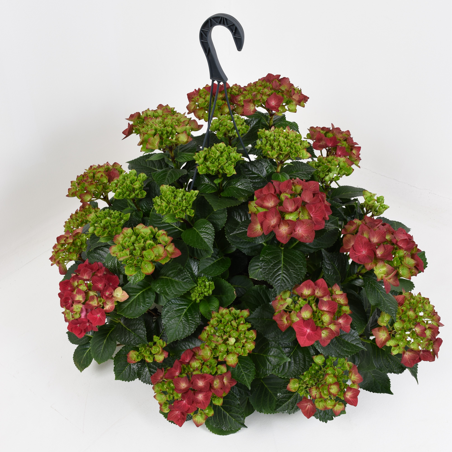 Jätti-hortensia amppelissa Suomi