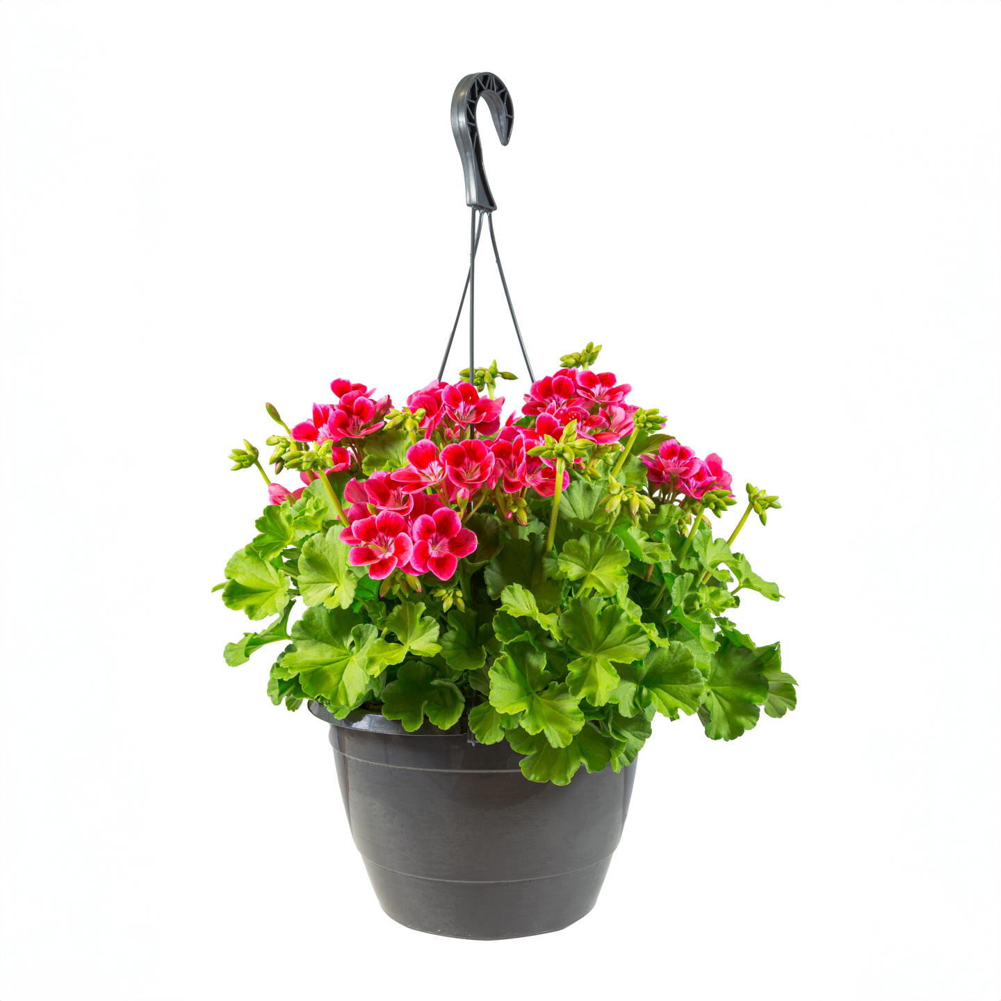 Pelargoni