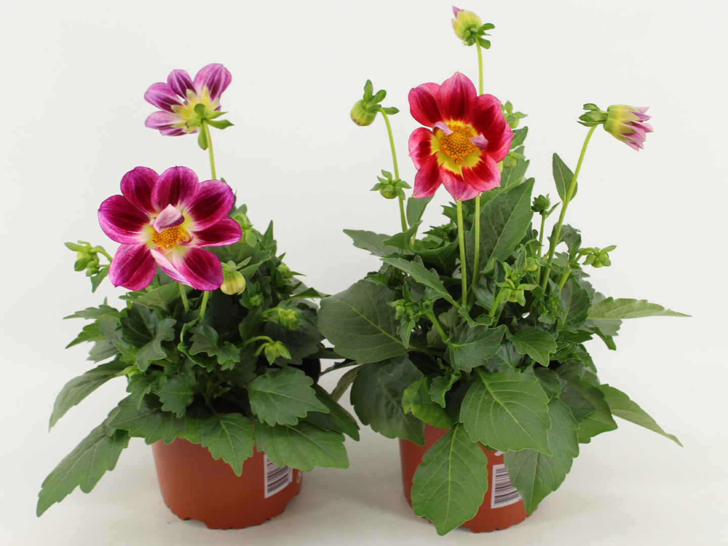 Dahlia Summerbees
