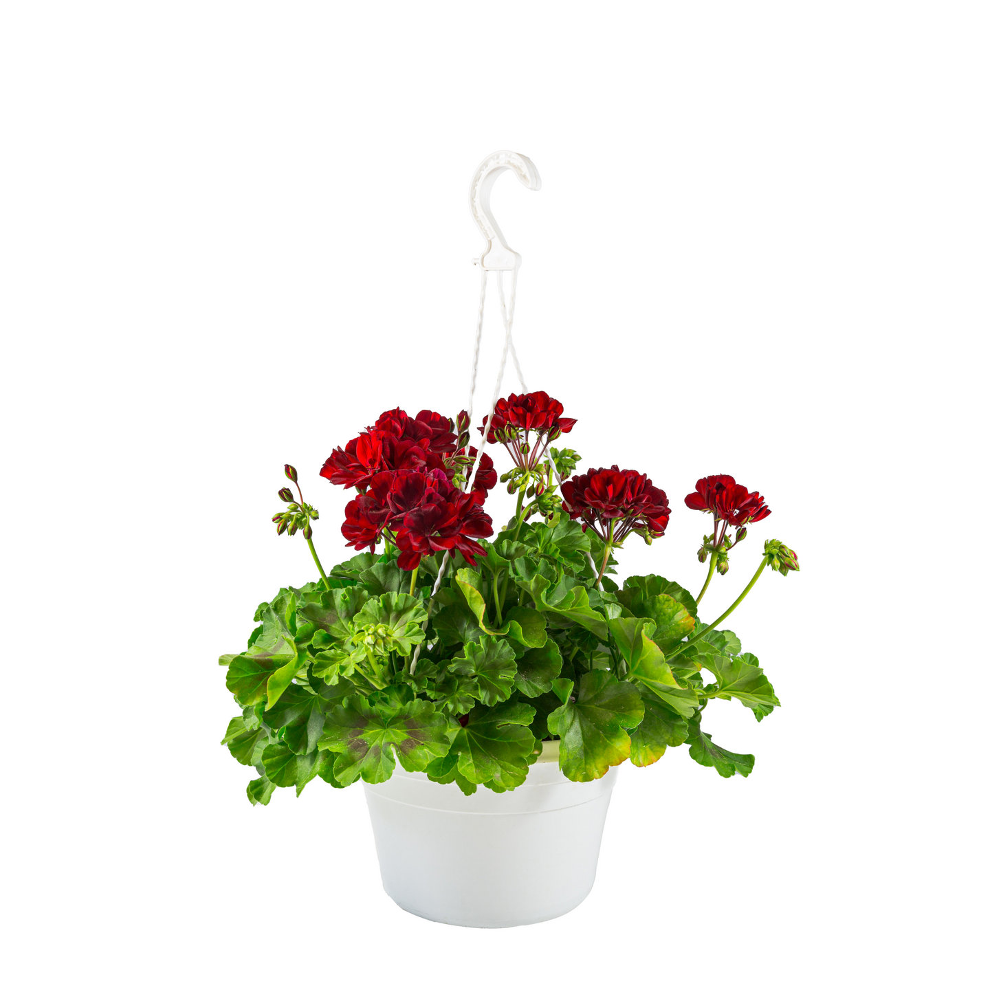 Pelargoni