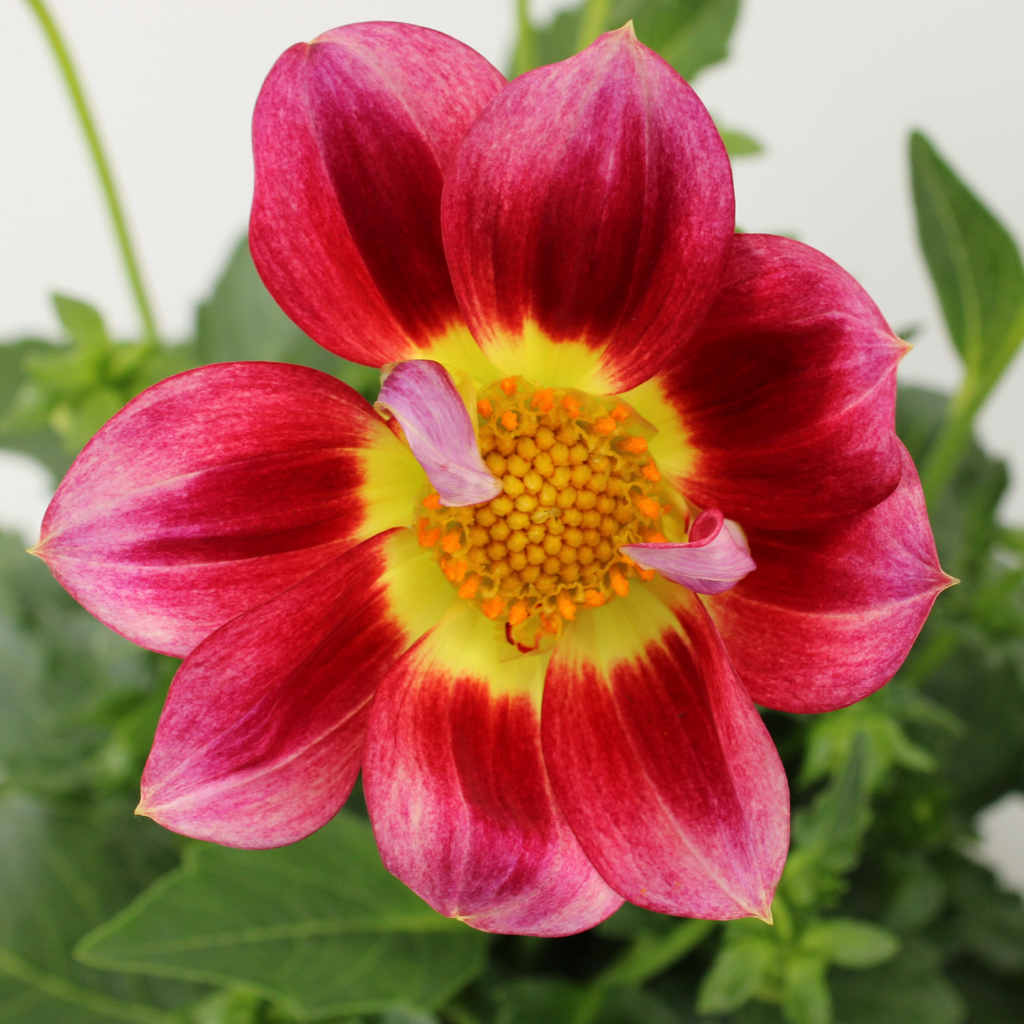 Dahlia Summerbees