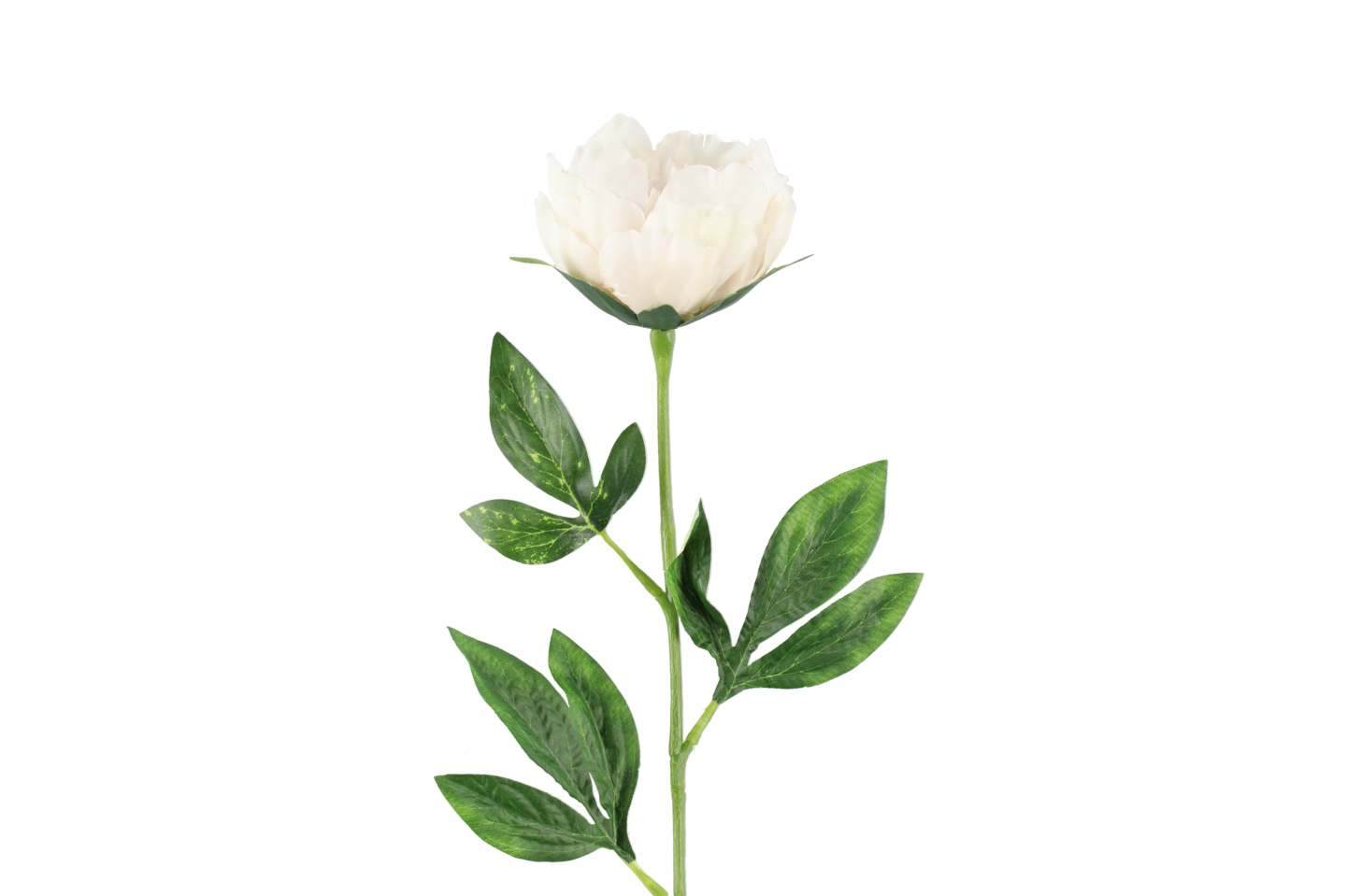 4Living Pioni 60 cm värilajitelma