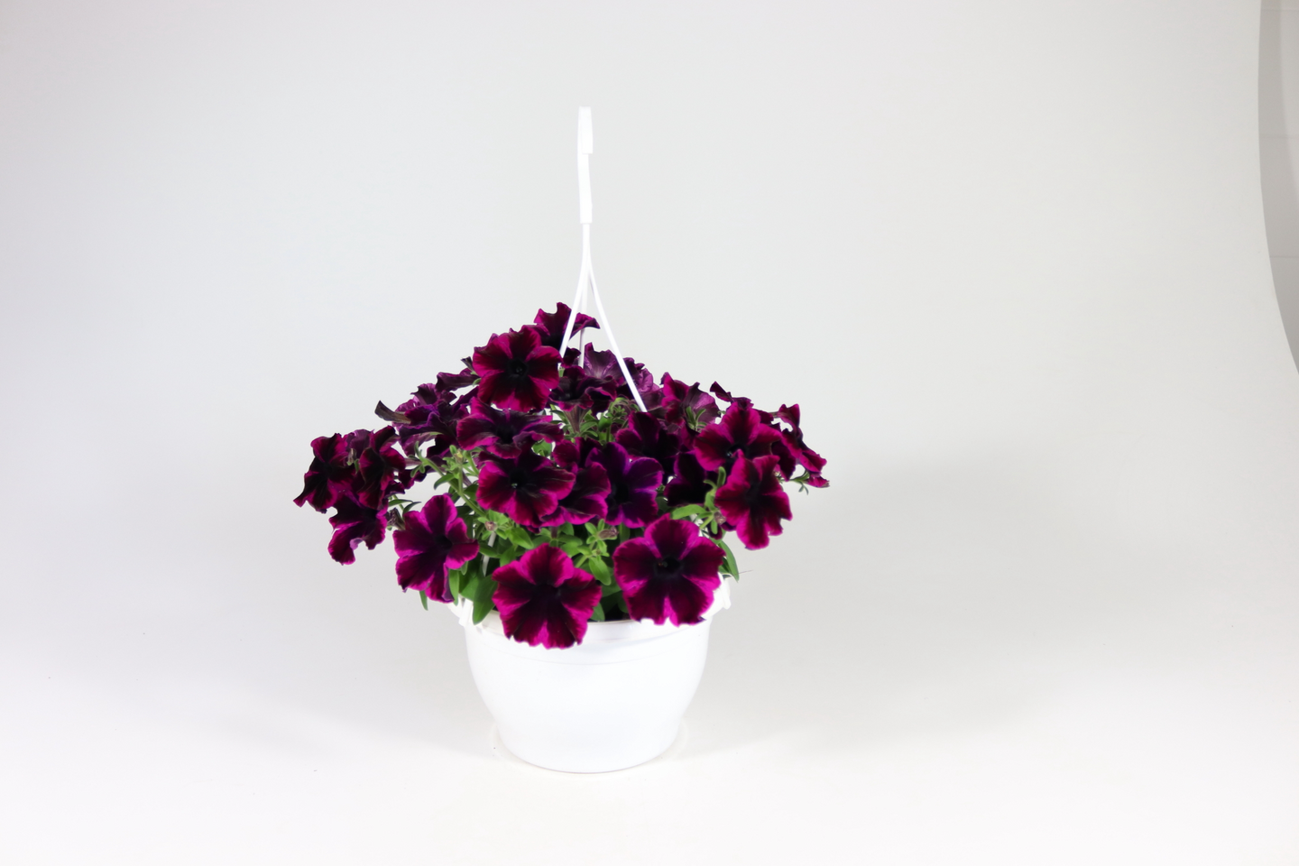 Petunia-amppeli Suomi