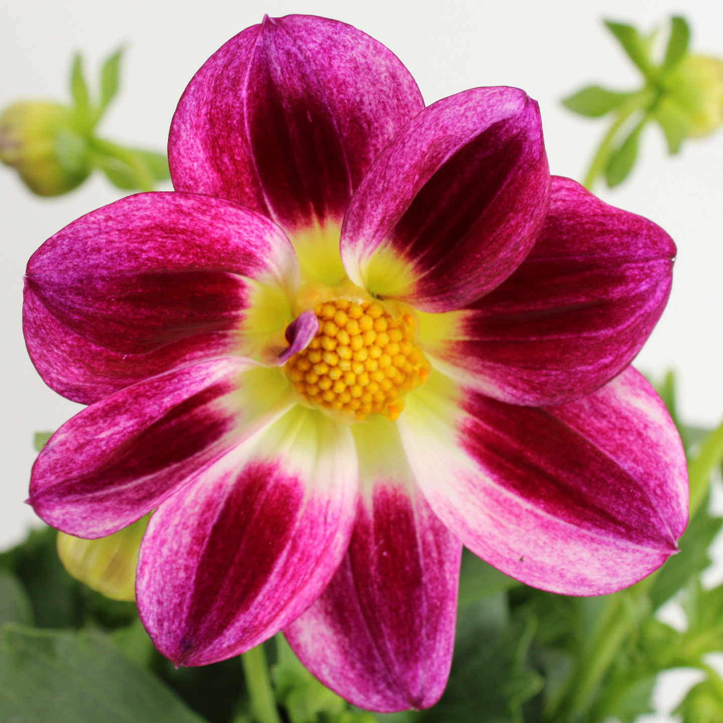 Dahlia Summerbees